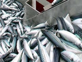 Экспорт норвежской рыбы и морепродуктов в Россию снизился на 29,4%