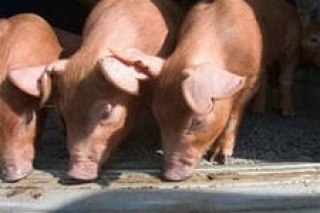 В Оренбургскую область завезли племенных свиней из Дании