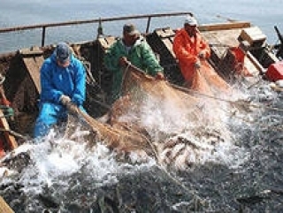Российскими рыбаками с начала года добыто более 3,89 млн тонн ВБР