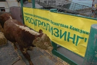 "Росагролизинг" поставил в Якутию 400 коров калмыцкой породы