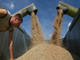 На Кубани уже собрано более 4 млн тонн зерна