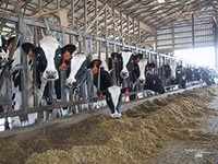 В Ленобласти строят новые комплексы КРС