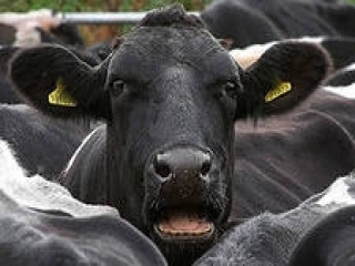 В Междуречье вырастили самую высокопродуктивную корову в Мурманской области