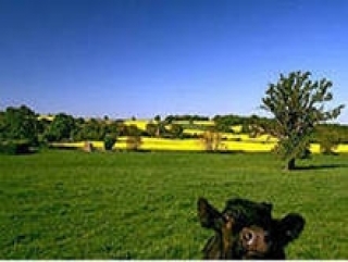 Кормовые травы в Башкортостане скошены почти на четверти площадей