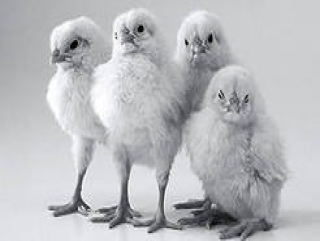 Колбасные изделия Тюменской области только из мяса птицы