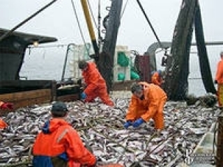 Российские рыбаки активно вылавливают рыбу в районе Гвинеи-Биссау