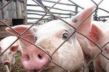 Вспышка африканской чумы свиней в Белгородской области ликвидирована