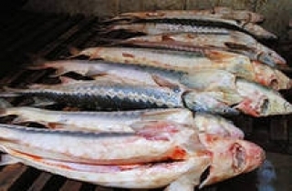 Россия увеличила добычу рыбы в Тихом океане и Атлантике