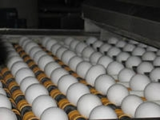 Более 11 тонн яичного порошка отправила птицефабрика "Пышминская" на Дальний Восток