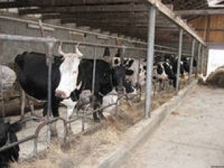 Глава омского минсельхоза прокомментировал заявления о развале молочной отрасли в регионе