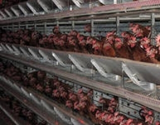 В Кировской области работники птицефабрики не могут ни получить зарплату, ни уволиться
