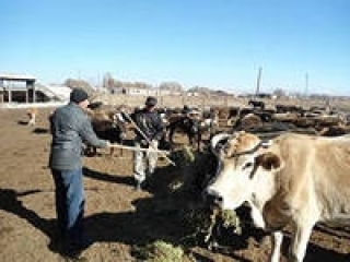 Жители малых сел Хакасии получили финансовый стимул стать животноводами