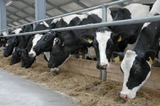Сельхозпредприятия Башкирии реализовали около 410 тысяч тонн молока
