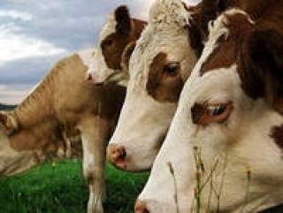 В Англии узаконено потребление мяса туберкулезных животных