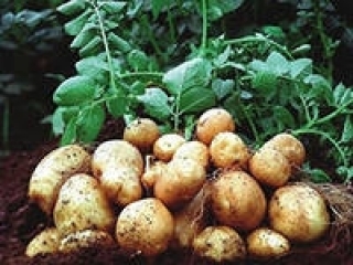 Россия может снять запрет на ввоз европейского картофеля
