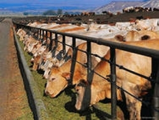Новый вирус среди крупного рогатого скота в Азербайджане не передается человеку