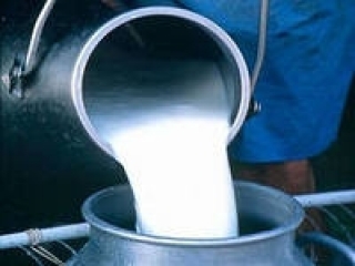 Государство продолжит субсидировать молочников в 2014 году