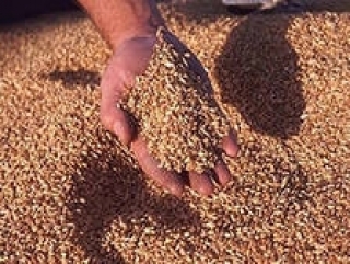 В Башкортостане собрано свыше 1,6 млн.тонн зерна