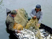 Минсельхоз установил ограничения прибрежного рыболовства