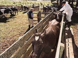 В Ростовской области станет больше коров