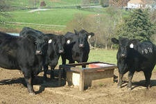 Молочный комплекс стоимостью 2 млрд. рублей введен в строй в Калужской области