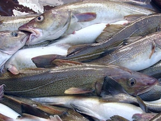 Роспотребнадзор усилит контроль над отловленный рыбой из Дальнего Востока 