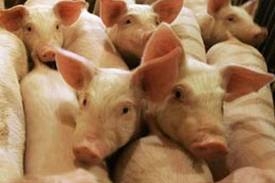 Смоленская область жертвует частными свиноводческими фермами