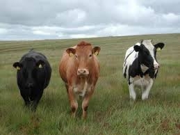 На Алтае повысят поголовье мясного скота