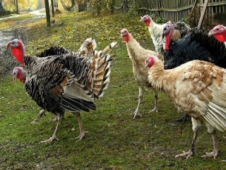 Ленобласть наводнят мясом перепелов, гусей, индеек