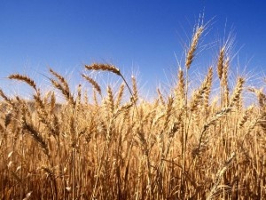 В Европейской части России пшеница продолжает дорожать