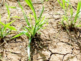 Аномальная жара снова беспокоит аграриев Татарстана
