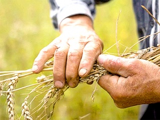В Краснодарском крае стартовала уборка зерновых