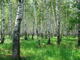 Россиянам создали «лесную» электронную приемную