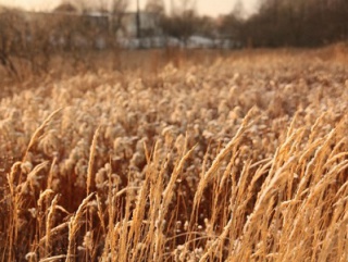 Калининградская область - получена рекордная урожайность зерновых