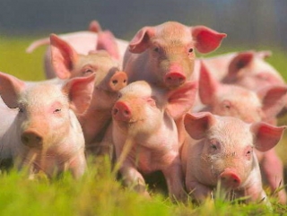 Приморские фермеры будут разводить свиней из Канады