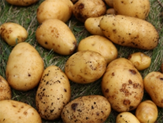 В октябре картофель дорожал быстрее всех других товаров