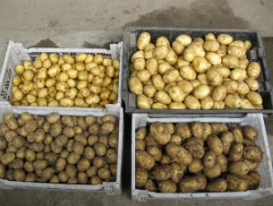 Нидерланды ищут пути для ввоза картофеля в Россию