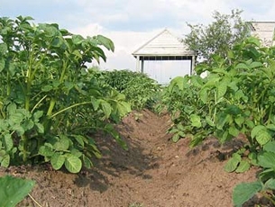 Высокий урожай картофеля можно получить при помощи искусственного орошения