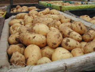 Калининградский картофель нового урожая стоит не дешевле импортного