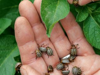 Ученые прогнозируют заментное снижение вредоносности колорадского жука в 2017 году