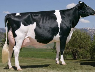 На Кубани запущена программа селекции высокопродуктивных коров