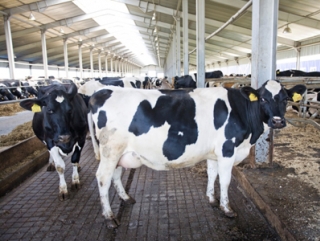 "Русмолко" попросило правительство и Минсельхоз отменить ограничения на ввоз скота из ЕС