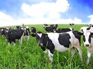 На поддержку молочного животноводства направят 3,2 млрд. рублей