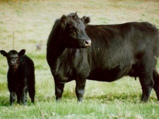 600 голов племенного молодняка крупного рогатого скота приобрели животноводы Калининградской области