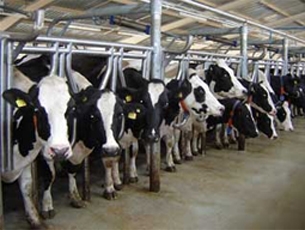 Хакасия намерена наращивать производство молока
