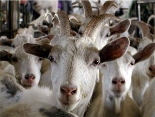 В 2014 году в Калининградской области появится первая ферма по разведению коз