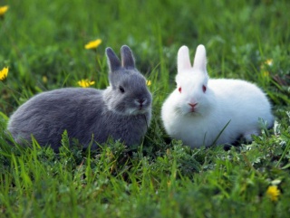 На Кубани будут развивать кролиководство