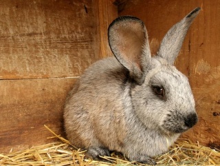 Рязанская область развивает кролиководство