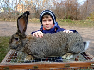 Кролики вытеснят свиней на ярославской земле
