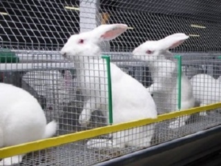 Пензенская область обратила внимание на кролиководство